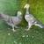 Pakistani pigeons 24 thumbnail