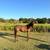 AQHA Yearling Colt 2 thumbnail