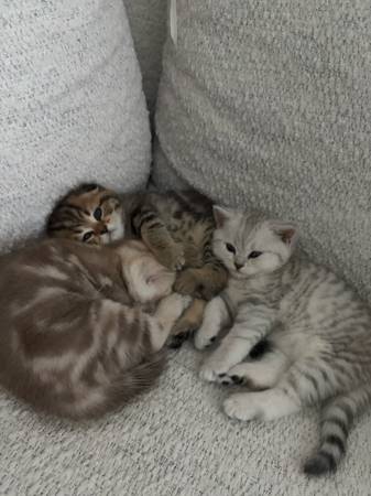 Scottish Fold/Straight Kittens! (Fremont)64310607435393124