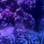 Columbian Shark (Saltwater) 4 thumbnail