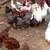 Chickens for sale 3 thumbnail