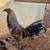 Gamefowl/Gallos 4 thumbnail