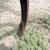 IH 5500 Chisel Plow 22 Shank 9 thumbnail