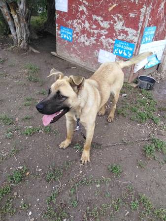 Belgian malinois mix63840149916803120