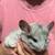 Male chinchilla (s) 3 thumbnail