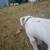 Giving away white pitbull 7 thumbnail