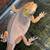Bearded dragons 8 thumbnail