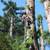 Tree Work, Gardening, Concrete Work, with recommendations carpenter, f 5 thumbnail