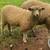 Ram 6 months old  sheep  Leicester Longwools 9 thumbnail