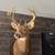 2 Deer Mounts for sale 3 thumbnail