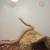 Bairds Rat Snake (Adult female) 2 thumbnail