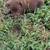 Labrador pups 6 thumbnail