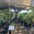 We Accept SNAP / EBT On All Our Citrus Trees $20 5 thumbnail