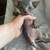 Sphynx kittens 2 thumbnail