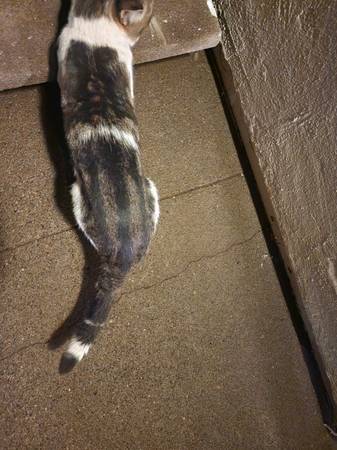 Lost or Abandoned Cat (Auburn)63881395145985122