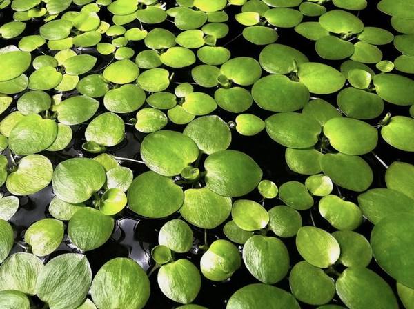 Floating Pond plant:  Amazon Frogbit 1