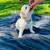 Shih tzu puppie 1 thumbnail