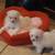 Shih tzu puppies 1 thumbnail