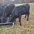 4 Black Angus Heifers 9 thumbnail