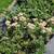 Arborvitae, Crape Myrtle, Sedum, Rose of Sharon, Beautyberry... $6.97 4 thumbnail