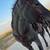 Grade Gelding 10 thumbnail