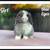 Holland Lop Bunnies 11 thumbnail