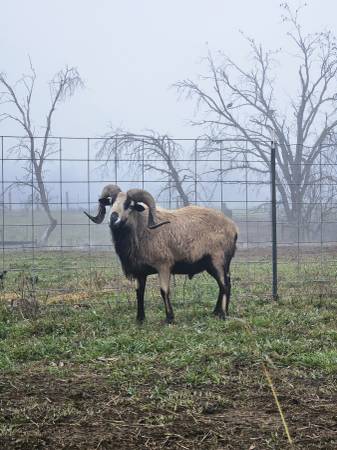 Barbados breeder ram 1