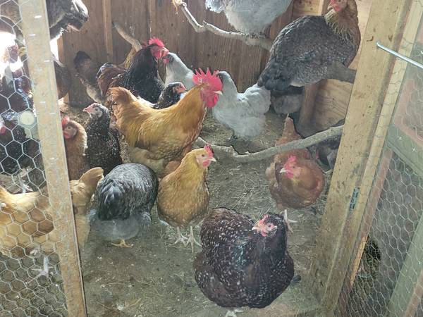 FRESH BROWN EGGS BREMEN 1