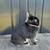 Netherland Dwarf Doe 1 thumbnail
