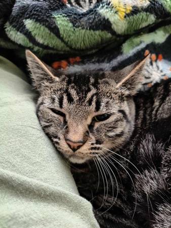 Gorgeous Cat Looking for Home (and kittens!) (Touchet)63922852545666120