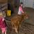 Mini Highland Heifer 3 thumbnail