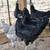 Chicken 🐔 Laying Hens or Rooster 🐓 5 months Americana * EE * RIR 9 thumbnail