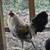Olive Easter Eggers * Chicken Hens 🐔 Layers * Ameraucana Hen * rainbow egger 9 thumbnail