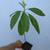 Avocado tree. By Greengirl. 4 thumbnail