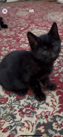 Black grow up kitten 1