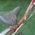 Schwinn Collegiate vintage bicycle bike single speed ladies 1950s? 7 thumbnail