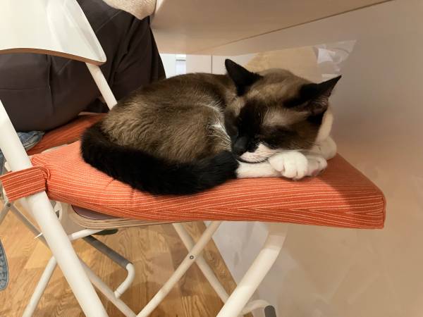 Cat sitting! $30/day (Waltham)63655651279107124