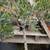 Olive Patio Tree 6 thumbnail