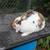 Mini Rex buck 2 thumbnail