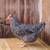 Blue Sex Link Hatching Eggs $15 2 thumbnail