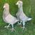 Syria Pigeons 6 thumbnail