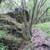 Little Uvas Road 21 acres, owner financing, water and five nice pads! 4 thumbnail
