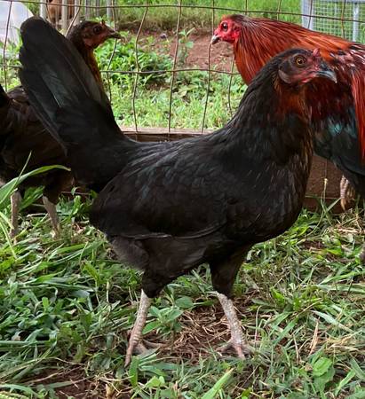 Hen 1