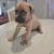 Cane Corso 2 thumbnail