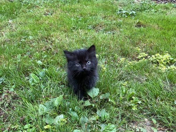 Kittens ready for a loving home (Bothell)63697527154049123
