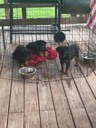 Cachorros Rottweiler (Spartanburg)63661423811459121