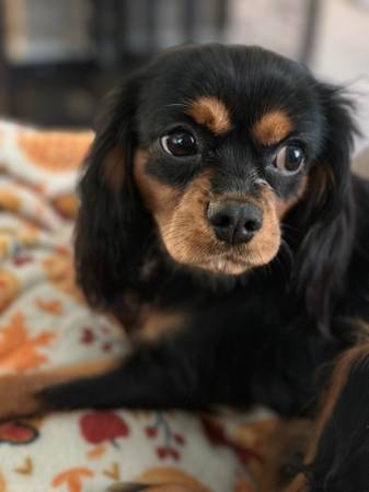 Cavalier King Charles Spaniel for rehoming (Caledonia)63625228671105123