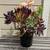 Aeonium and other succulent plants 2 thumbnail