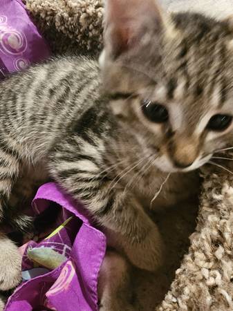 Kittens (Kent)63995733802627124