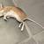Barn Cats for Rodent Control - Neutered/vaccinated/delivered FREE! 2 thumbnail